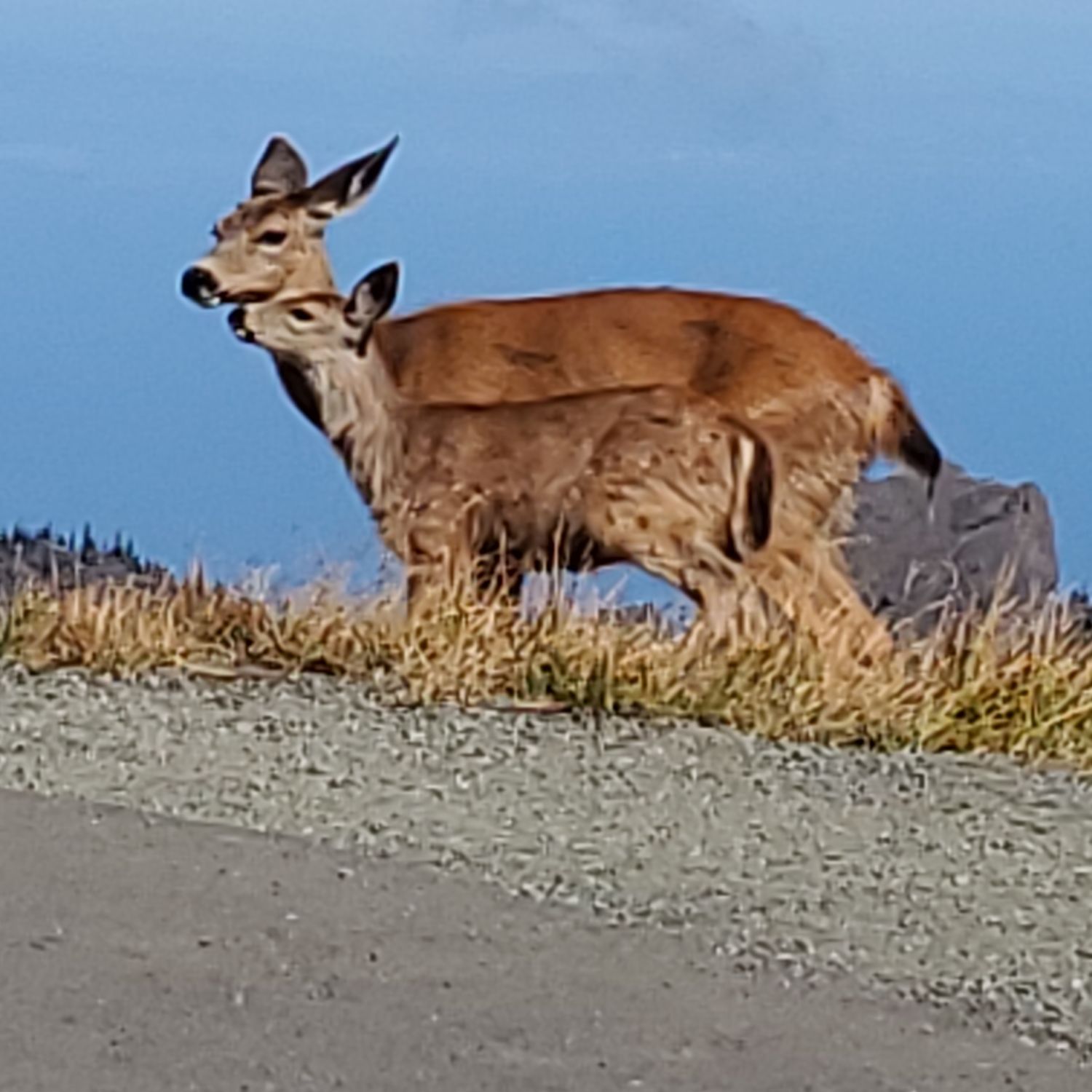 Olympic NP 